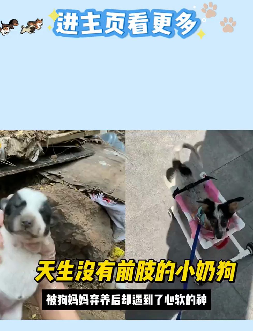 小奶狗无前肢遭弃,幸运遇暖心神妈