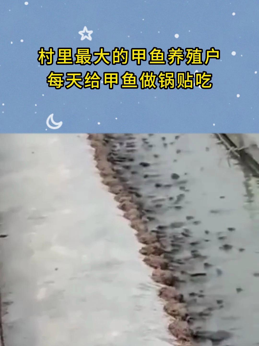 村里最大的甲鱼养殖户,每天给甲鱼做锅贴吃