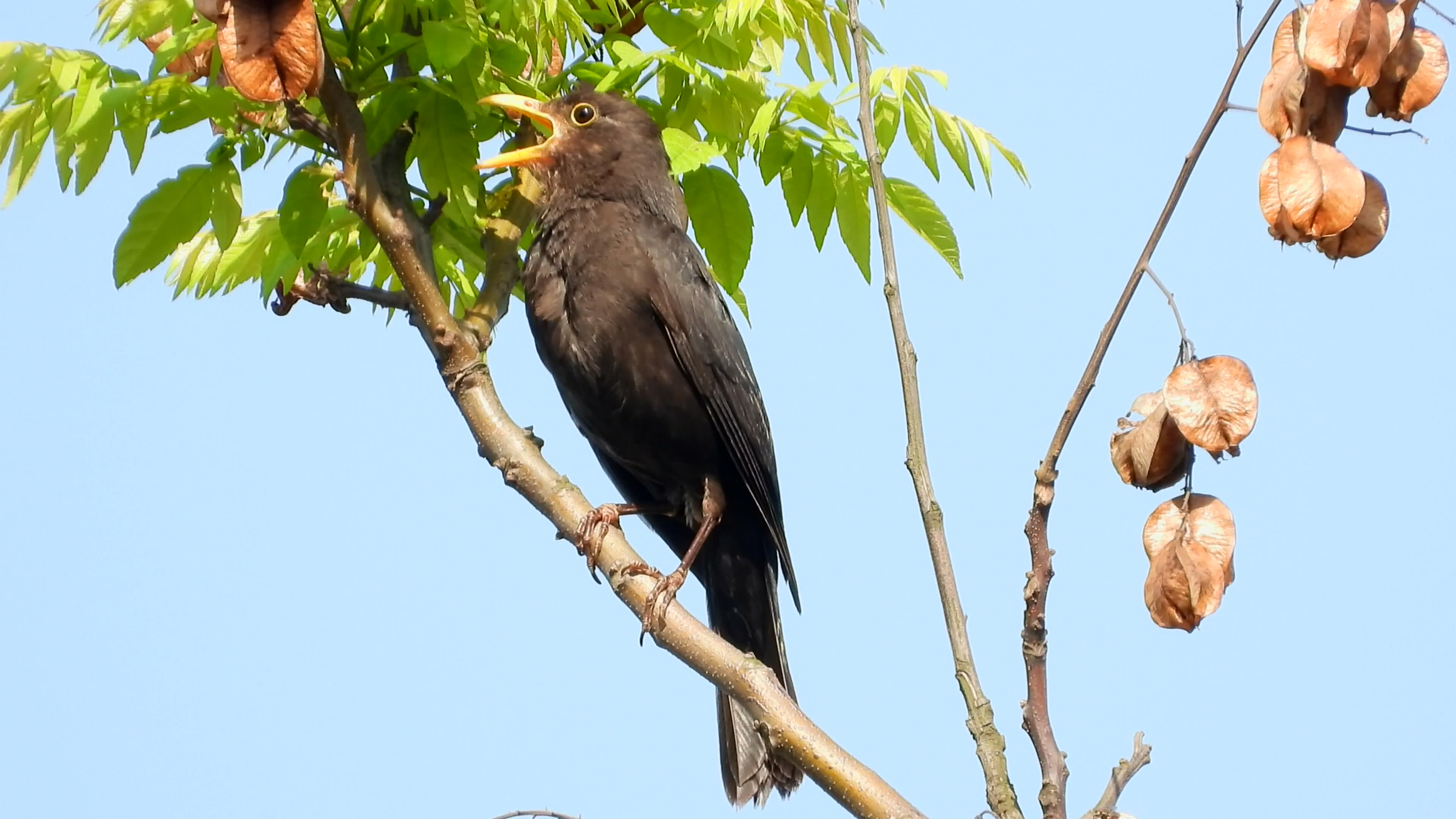 好听的鸟叫声,乌鸫叫声,还学了两次竹鸡叫