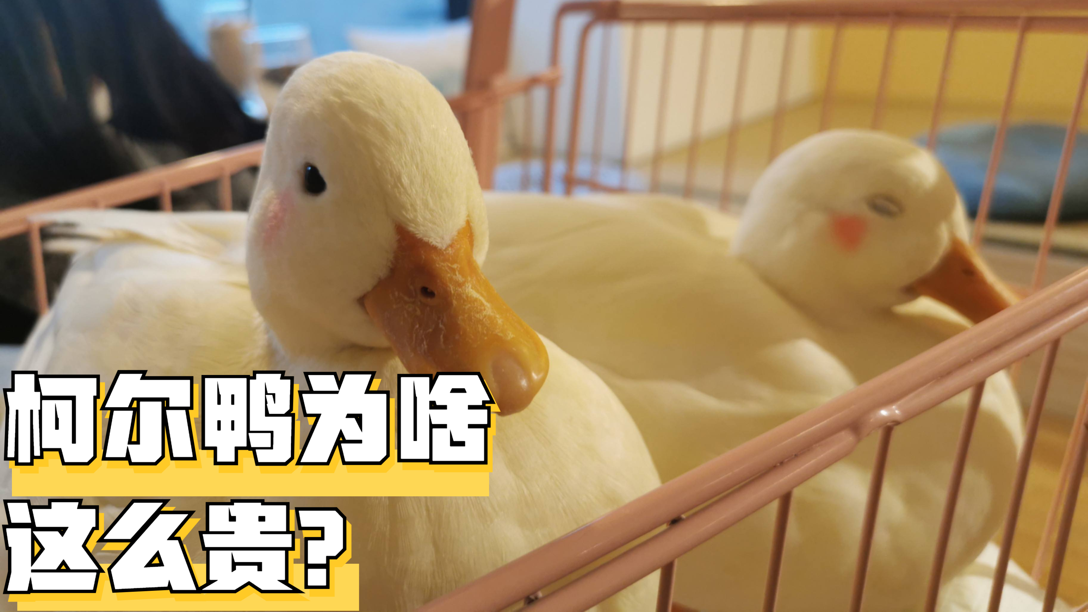 这年头鸭子都能当宠物了,而且一只能卖上万元,柯尔鸭为啥这么贵