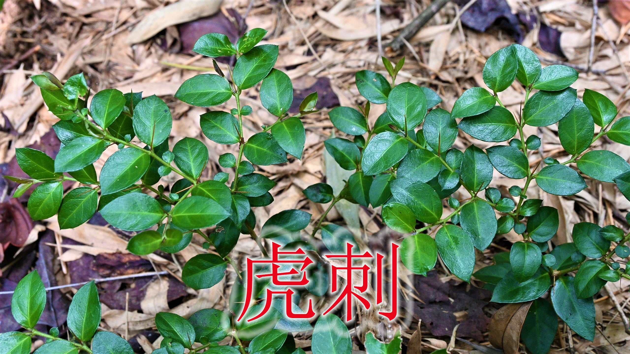 山野珍贵植物“虎刺”,根筋俗称“黄脚鸡”,煲汤食材少数人知道