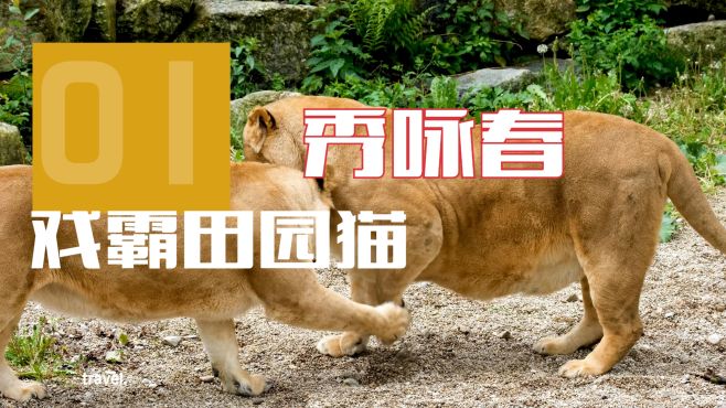 戯霸田園貓秀詠春