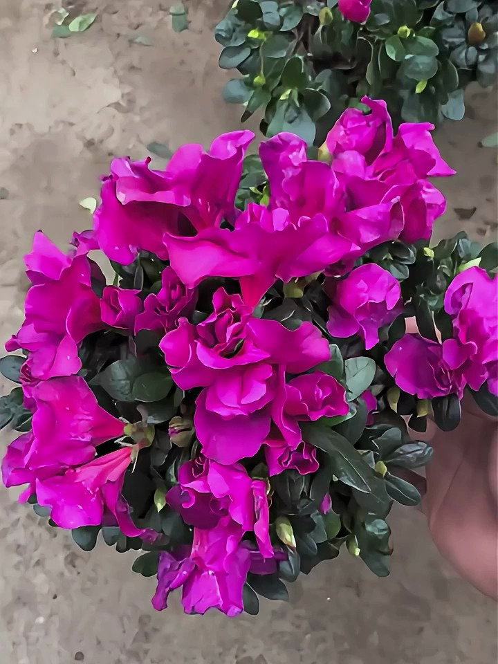 喜欢养花的花友们不妨来看看这盆娇艳欲滴的紫色杜鹃花吧