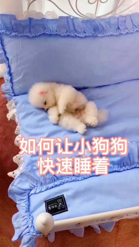 2022-03-242一箩筐萌宠10粉丝  关注#破壳计划#这身材也太好了吧20.