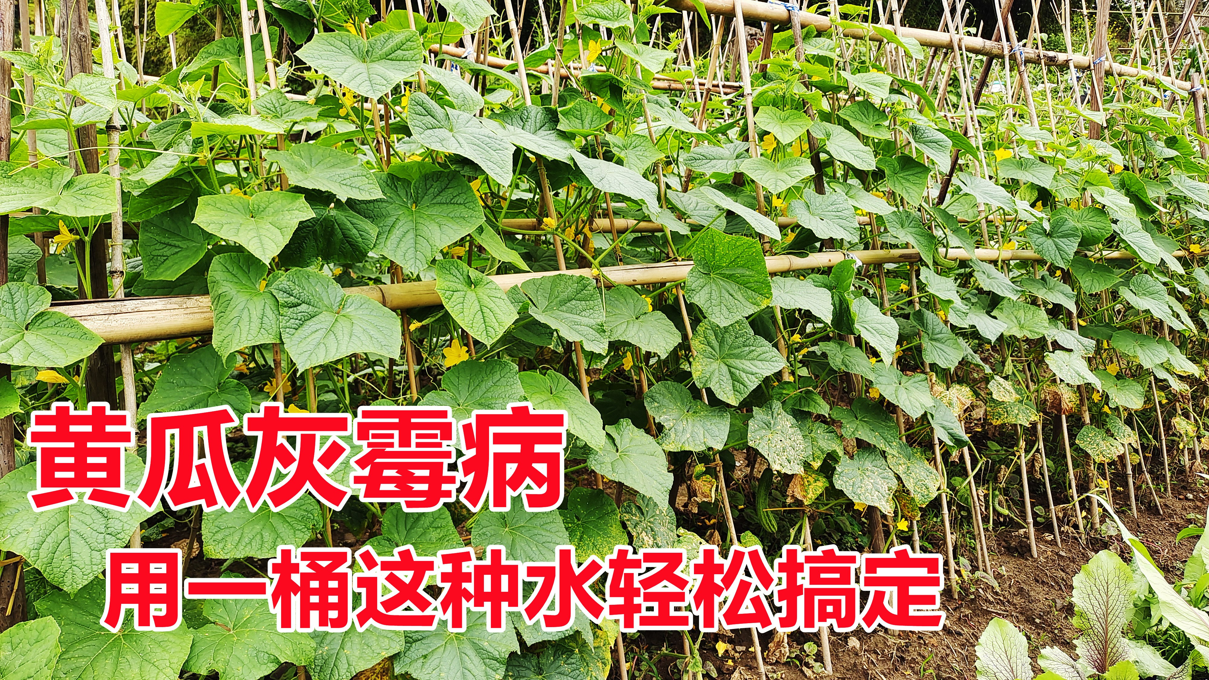 黄瓜灰霉病别着急,只需配置“一桶水”轻松搞定,现在知道还不晚