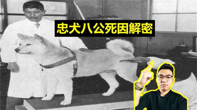 [图]车站苦等过世主人11年的忠犬八公，“死因”终于解密