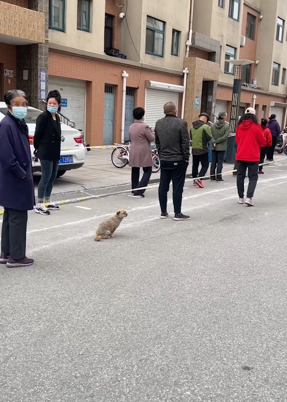 狗狗乖乖排队做核酸,还知道保持安全距离