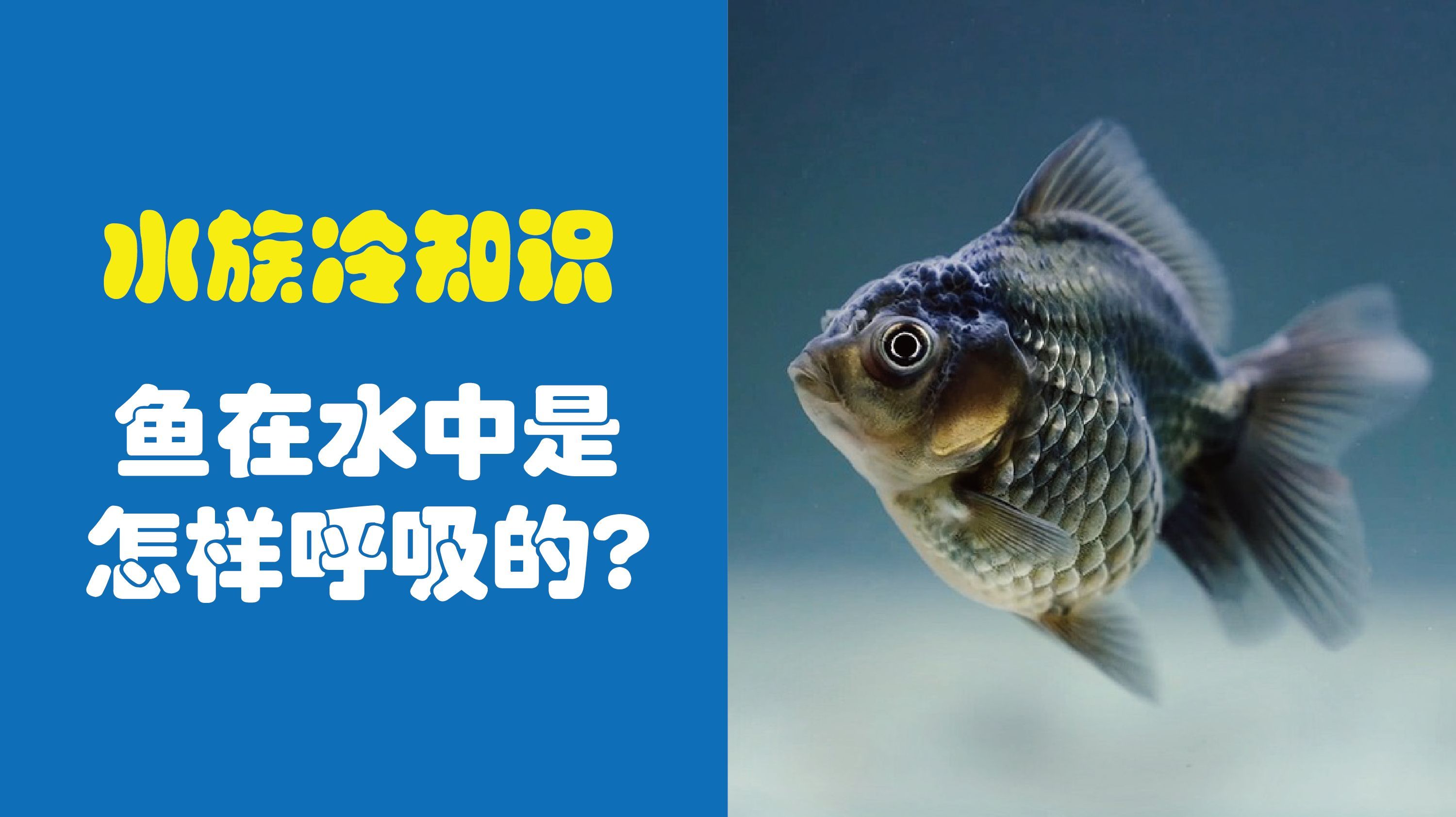 鱼在水中是怎样呼吸的?鱼鳃是怎么工作的?