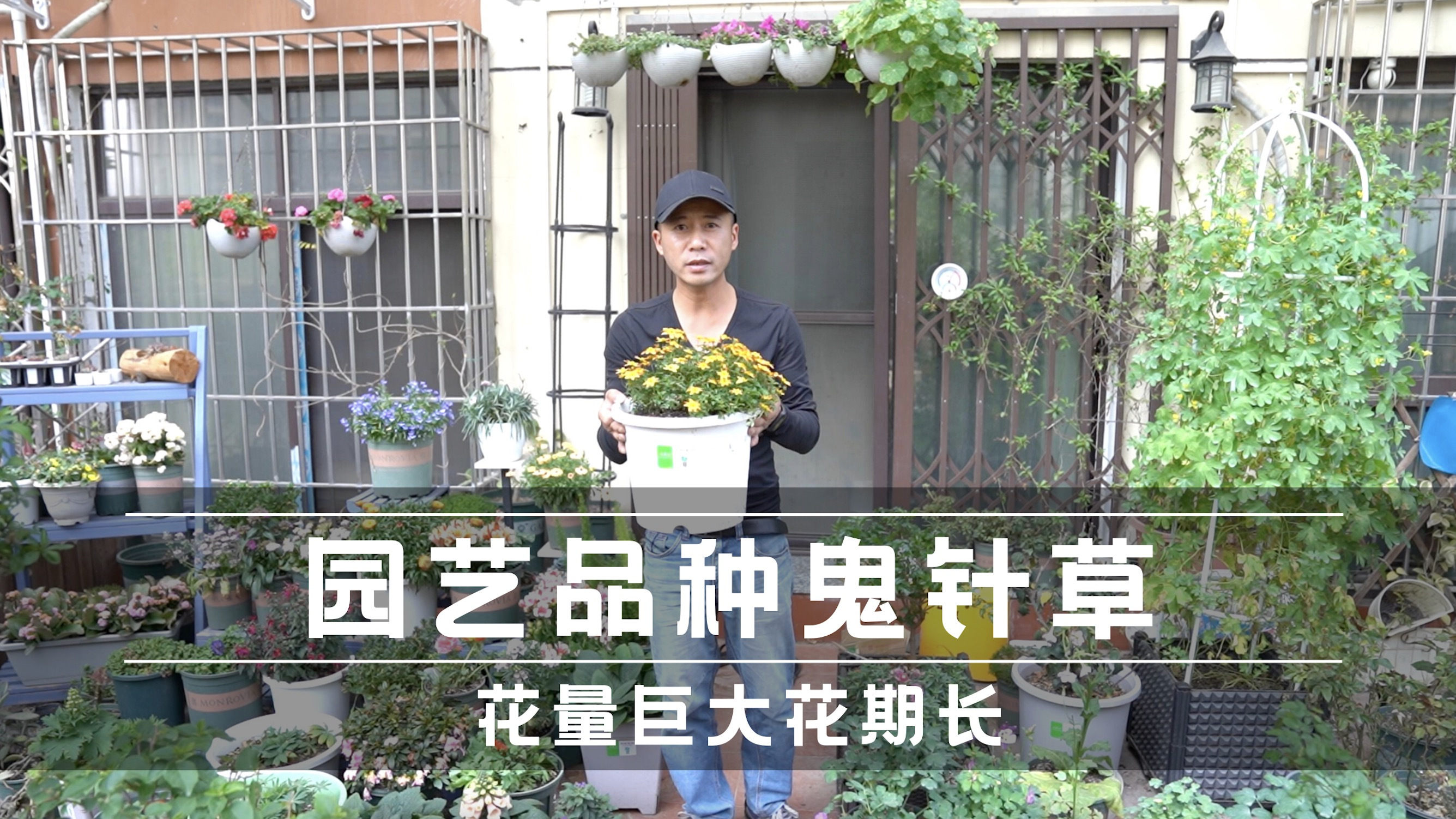 [图]园艺品种鬼针草，花量巨大花期长，轻松就能养成大花球