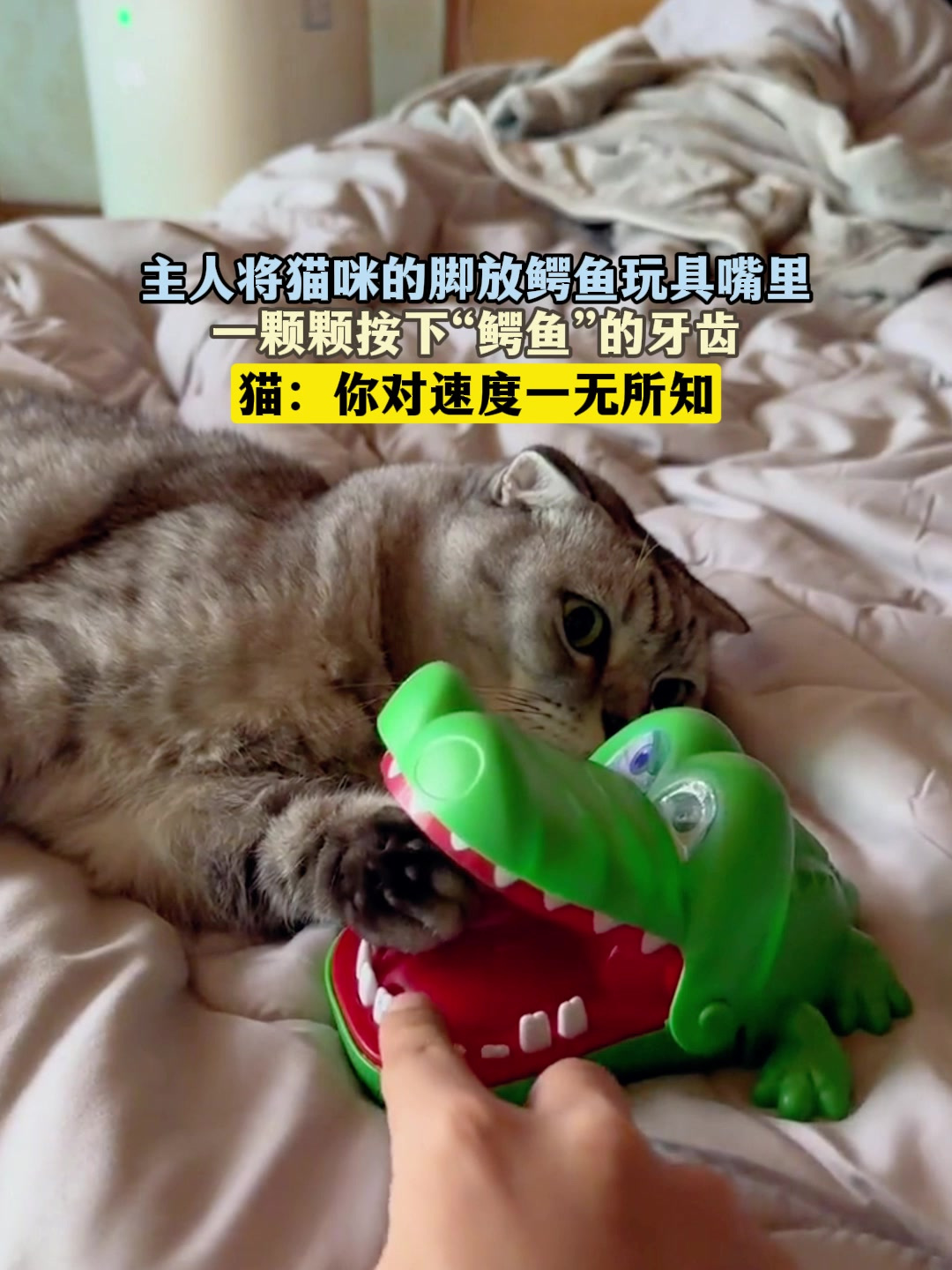 猫被鳄鱼玩具咬表情包图片