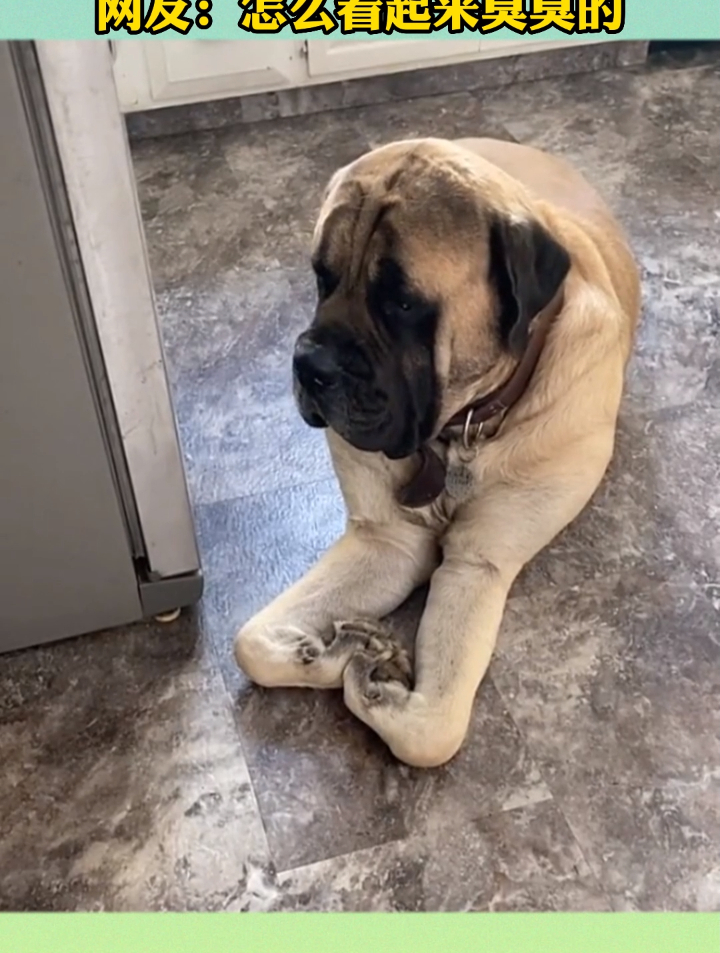 狗狗用爪爪比心,十分可爱.网友:怎么看起来臭臭的