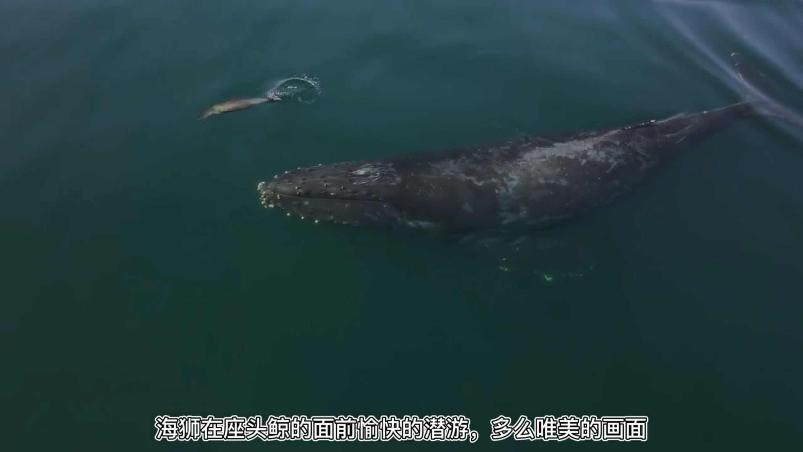 座头鲸伴游海狮,一路安全护送,虎鲸来了也不用害怕