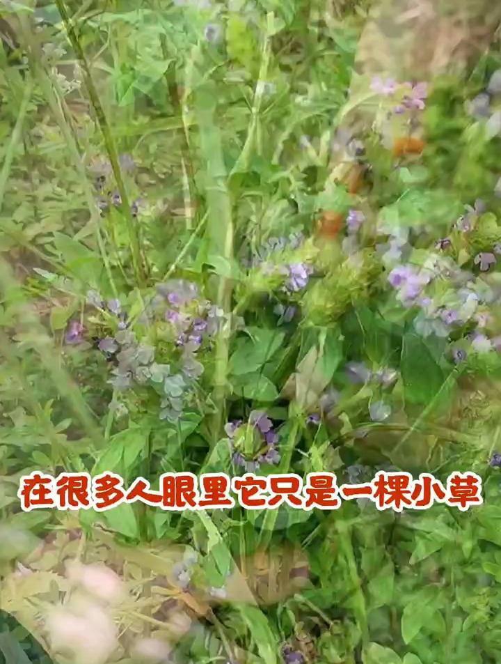 认识野生的节节草