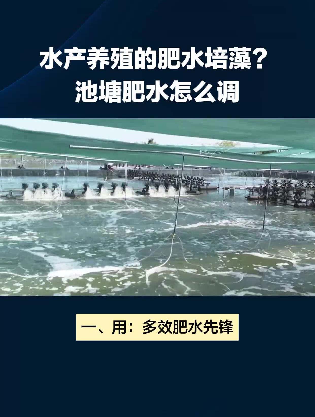 水产养殖的肥水培藻?池塘肥水怎么调-度小视