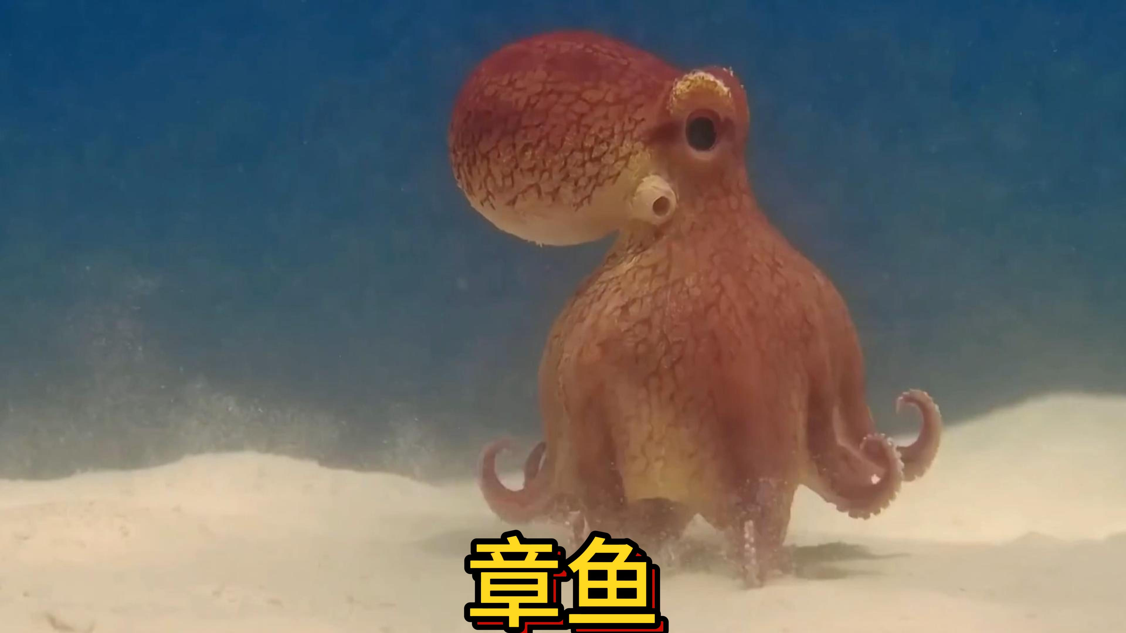 拥有九个大脑的章鱼,心眼贼多