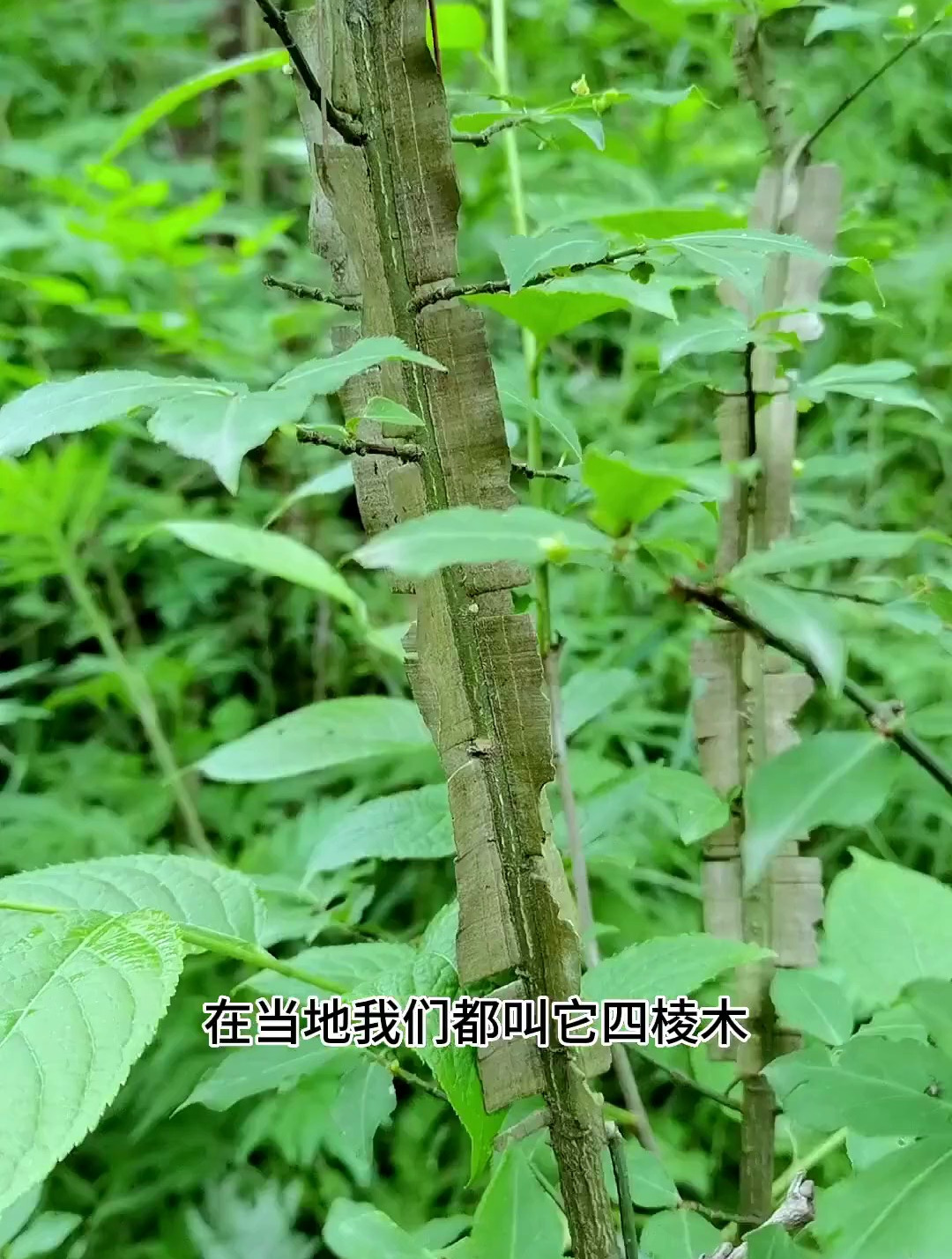 鬼箭羽你家乡又叫它什么名字呢?