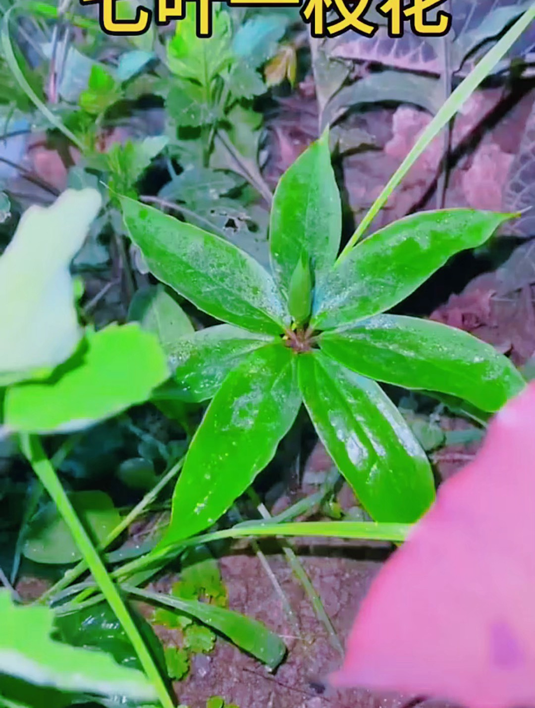 常稀有珍贵的野生植物,看到不要摘采!