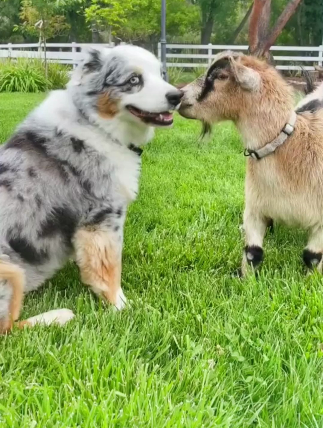 澳牧澳大利亚牧羊犬迷你澳牧他扒拉我