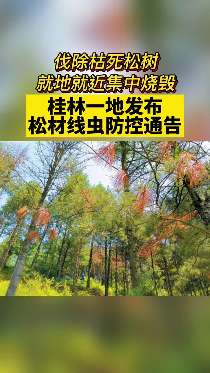 伐除枯死松树就地就近集中烧毁桂林临桂区发布松材线虫防控通告桂林松