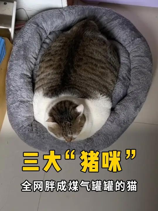 盘点3大胖成煤气罐罐的猪咪,最后那位是吃猪饲料长大的吗?