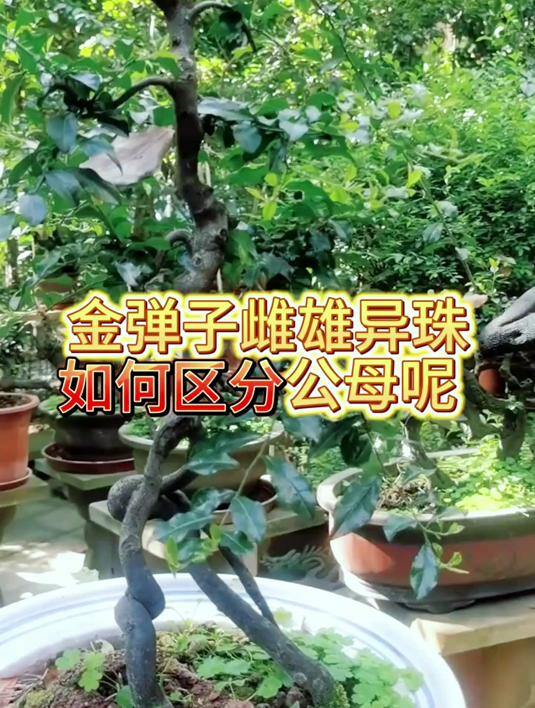 学会这两点一眼就能辨别公母金弹子,从此告别上当