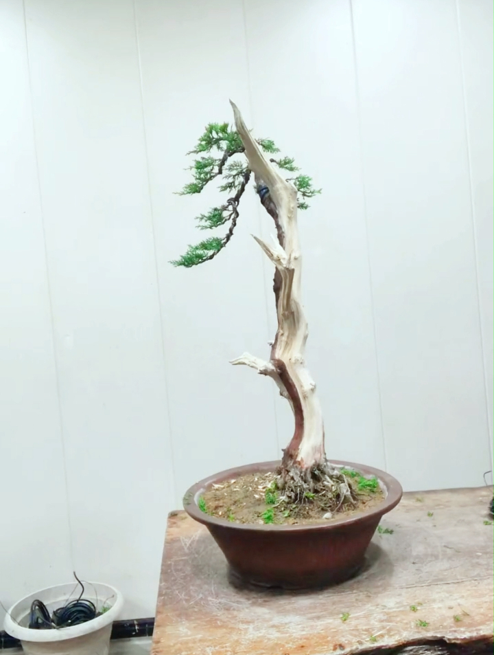 给一棵小柏树做个舍利造型,再做个小文人,大家觉得我这个型咋样-度小