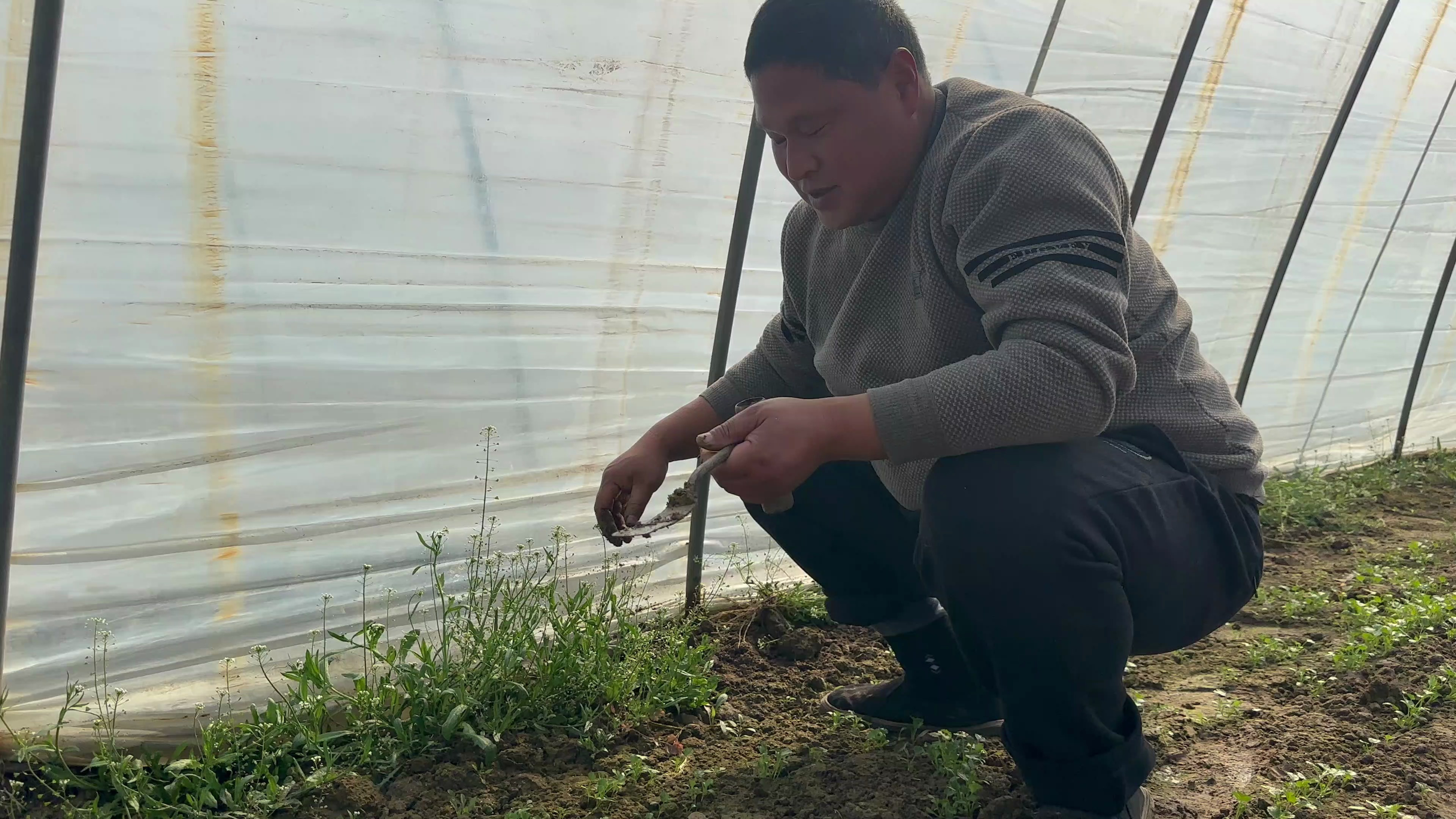 去大棚里给香菜锄草 今天我下厨露一手 薅把菠菜回家做菠菜馍吃