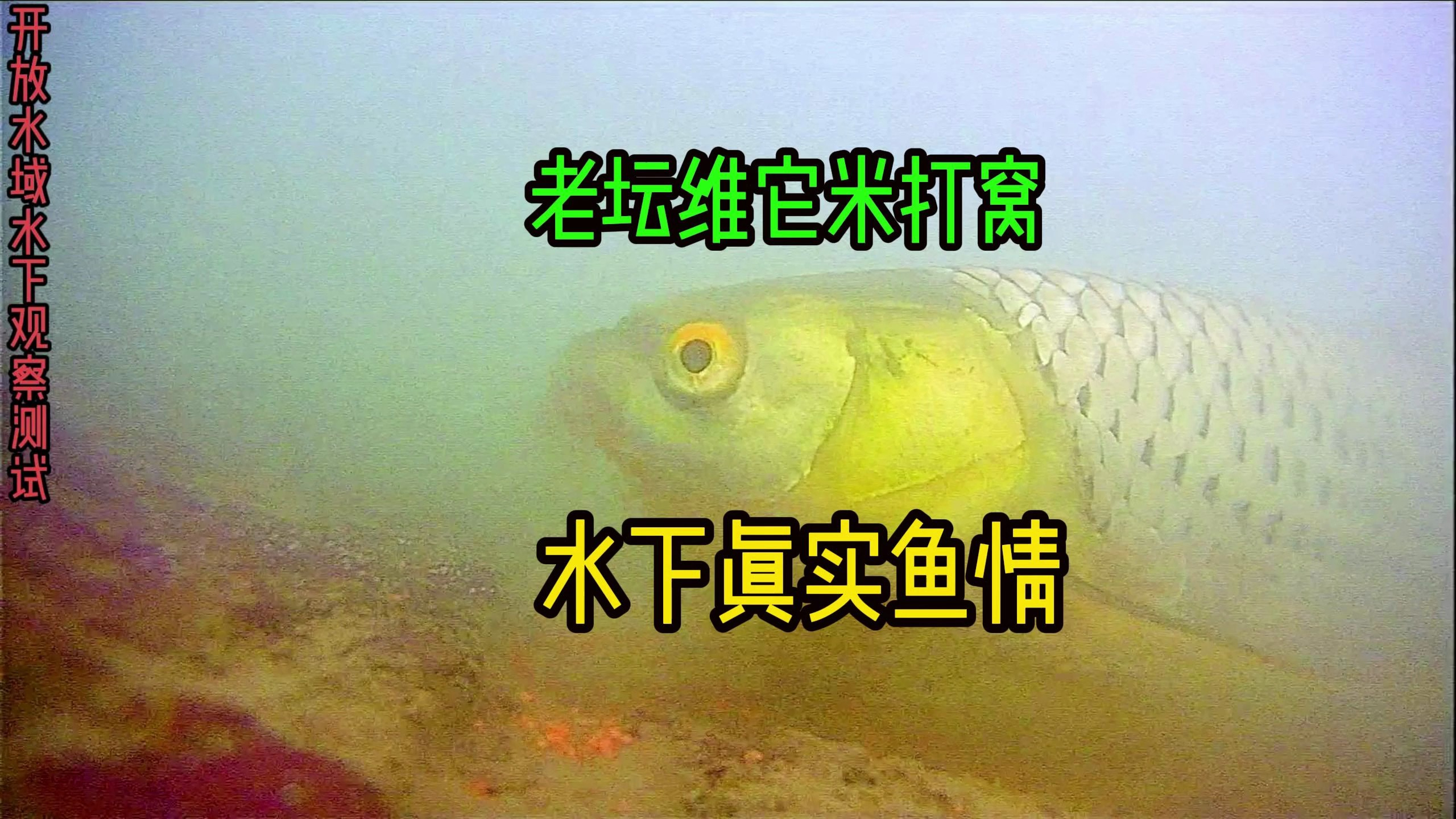 老坛维它米打窝,水底真实鱼情,一群红眼蚂螂进窝不肯走了