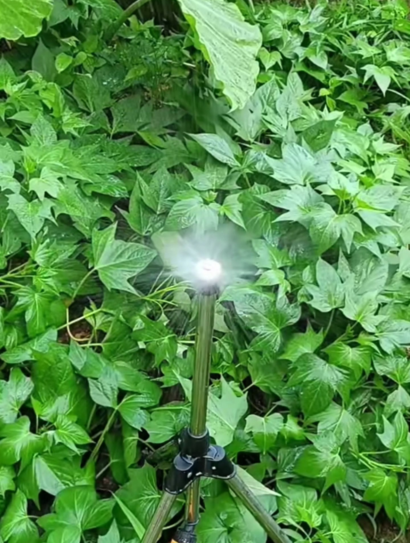 这是全铜台式可调雾化喷头,草坪园林灌溉除尘用它很方便