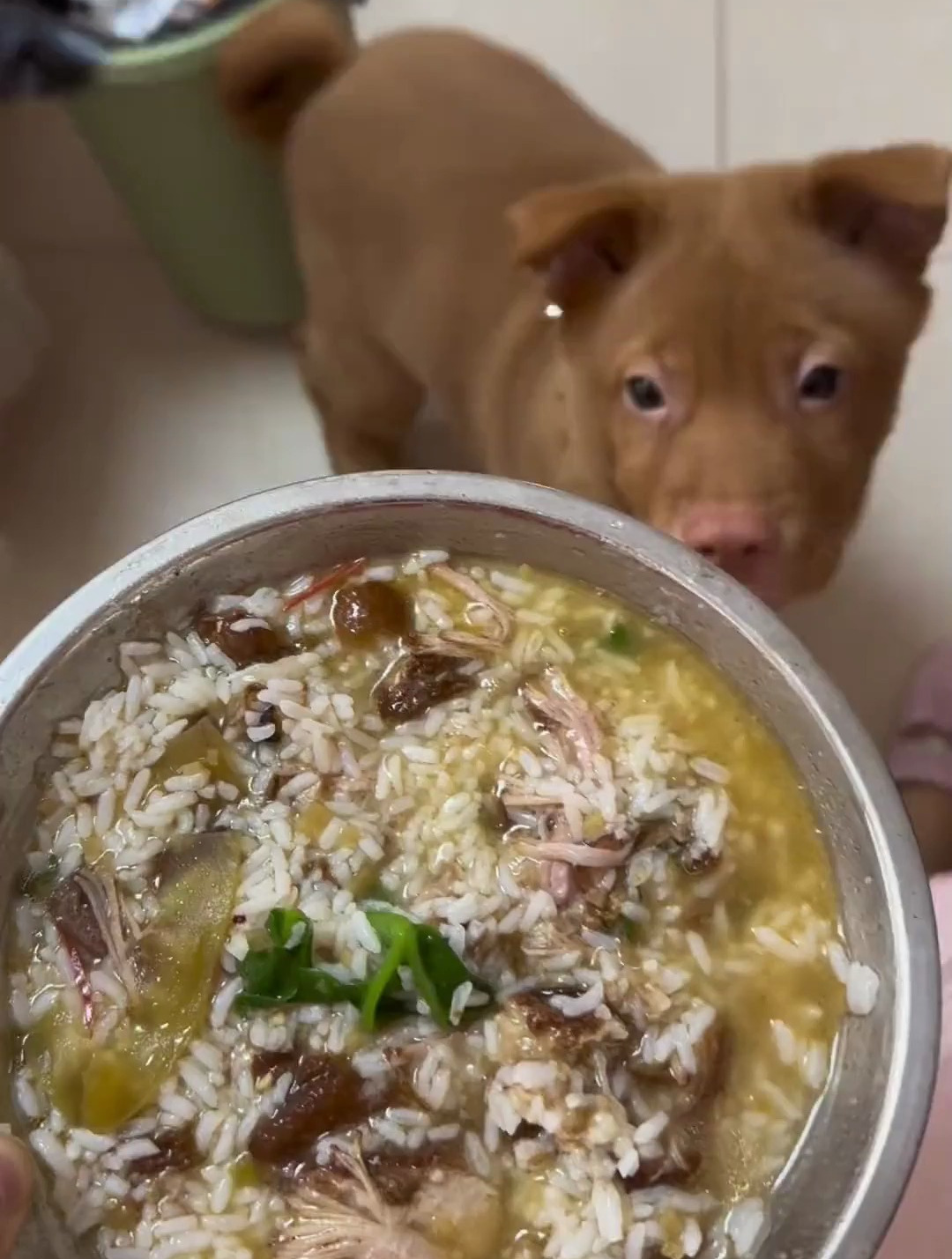 土狗就是好养,每天喂点剩菜剩饭拌剩汤就解决了