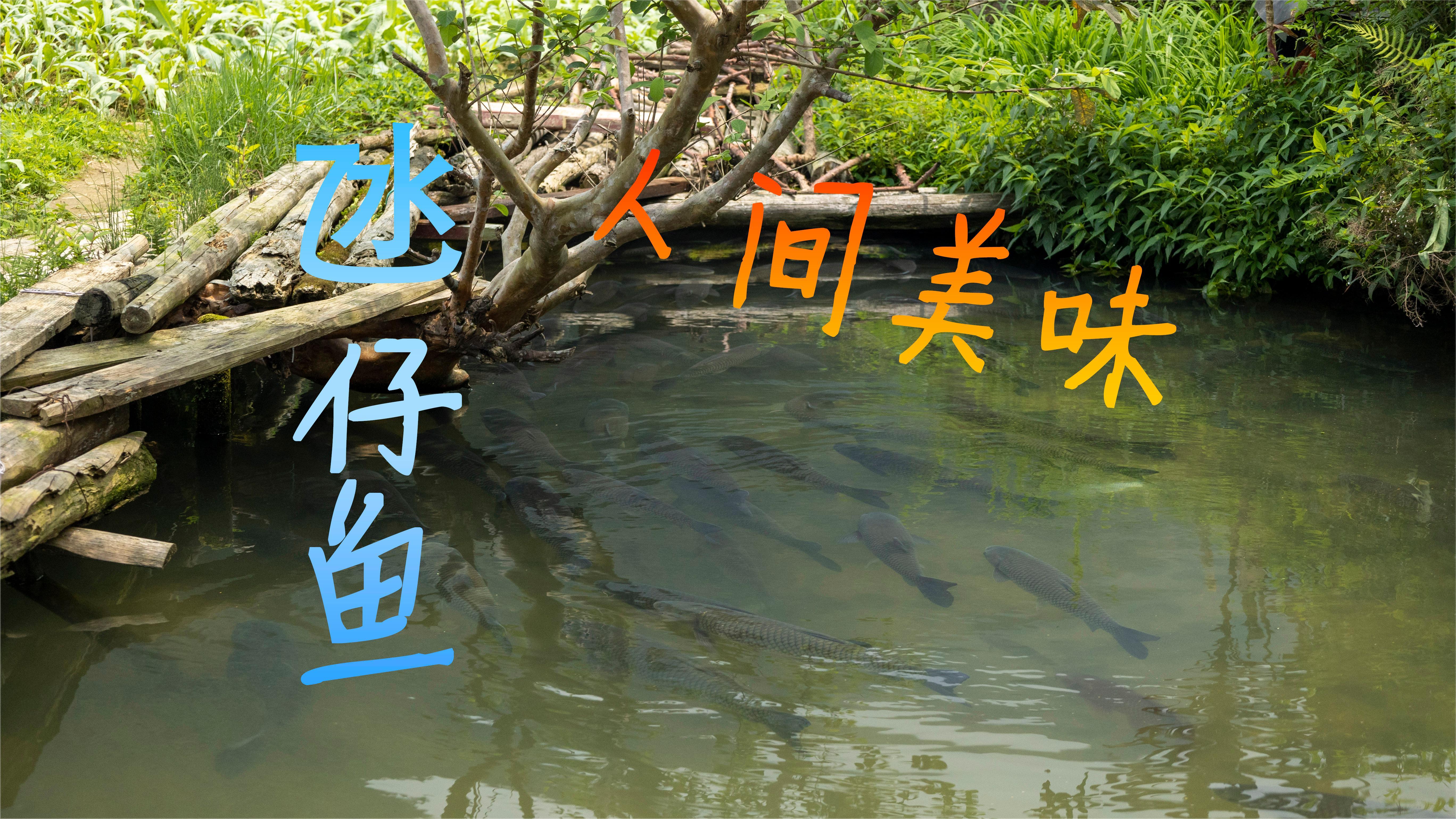 10平米可以放上百条,一养好几年的氹仔鱼,产量不高却是人间美味