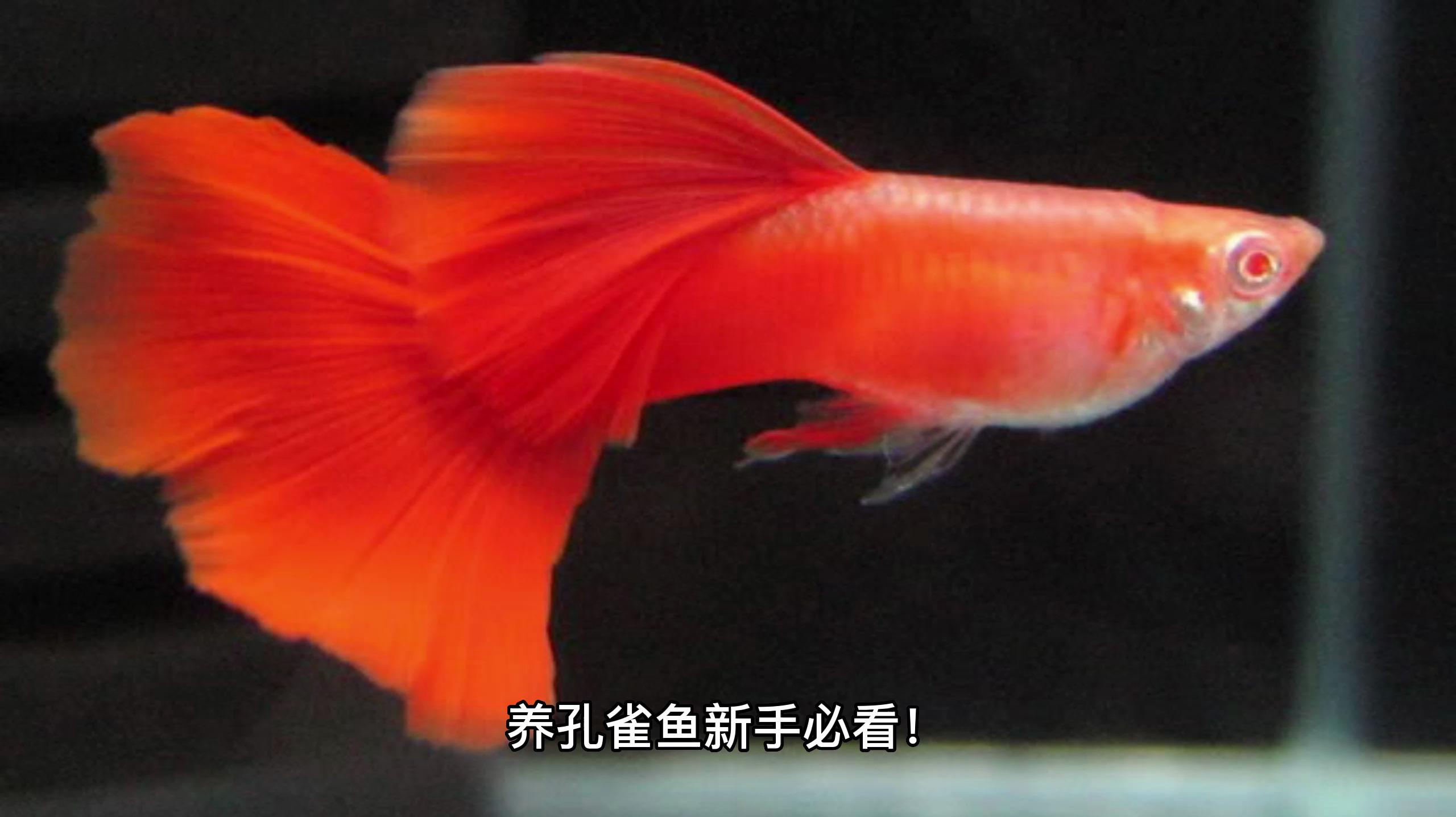 孔雀鱼苗怎么喂养