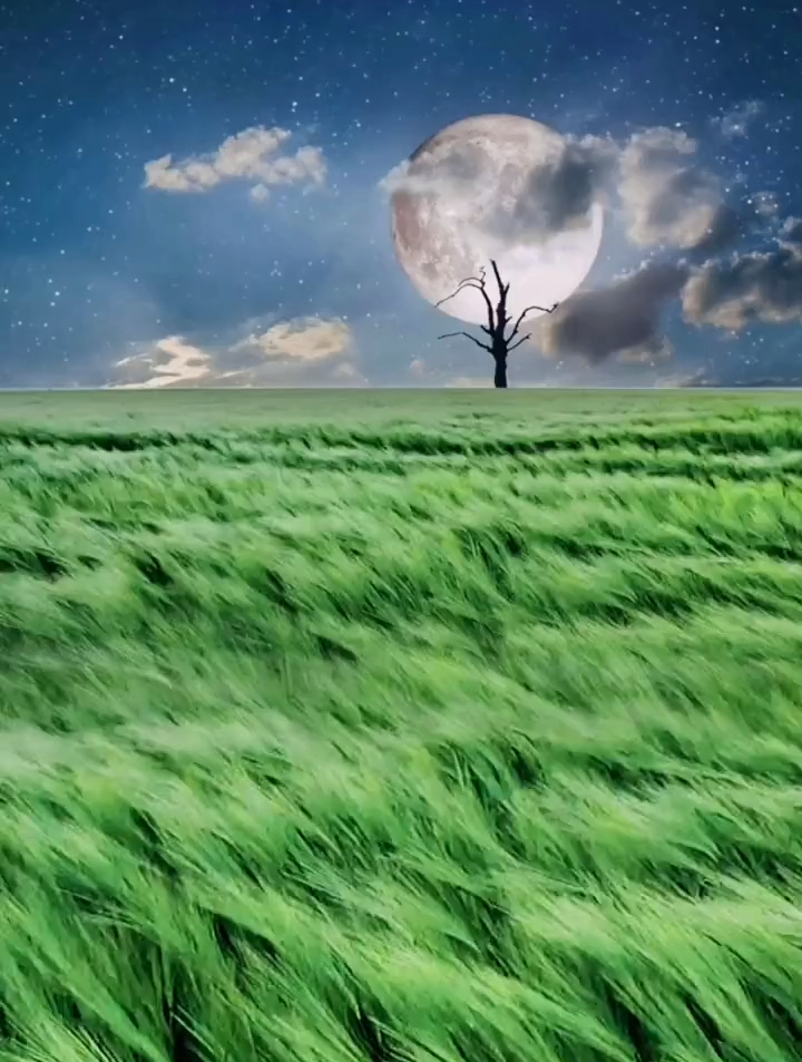 第一次看星空下的麦田,像翻滚涌动着的希望与力量