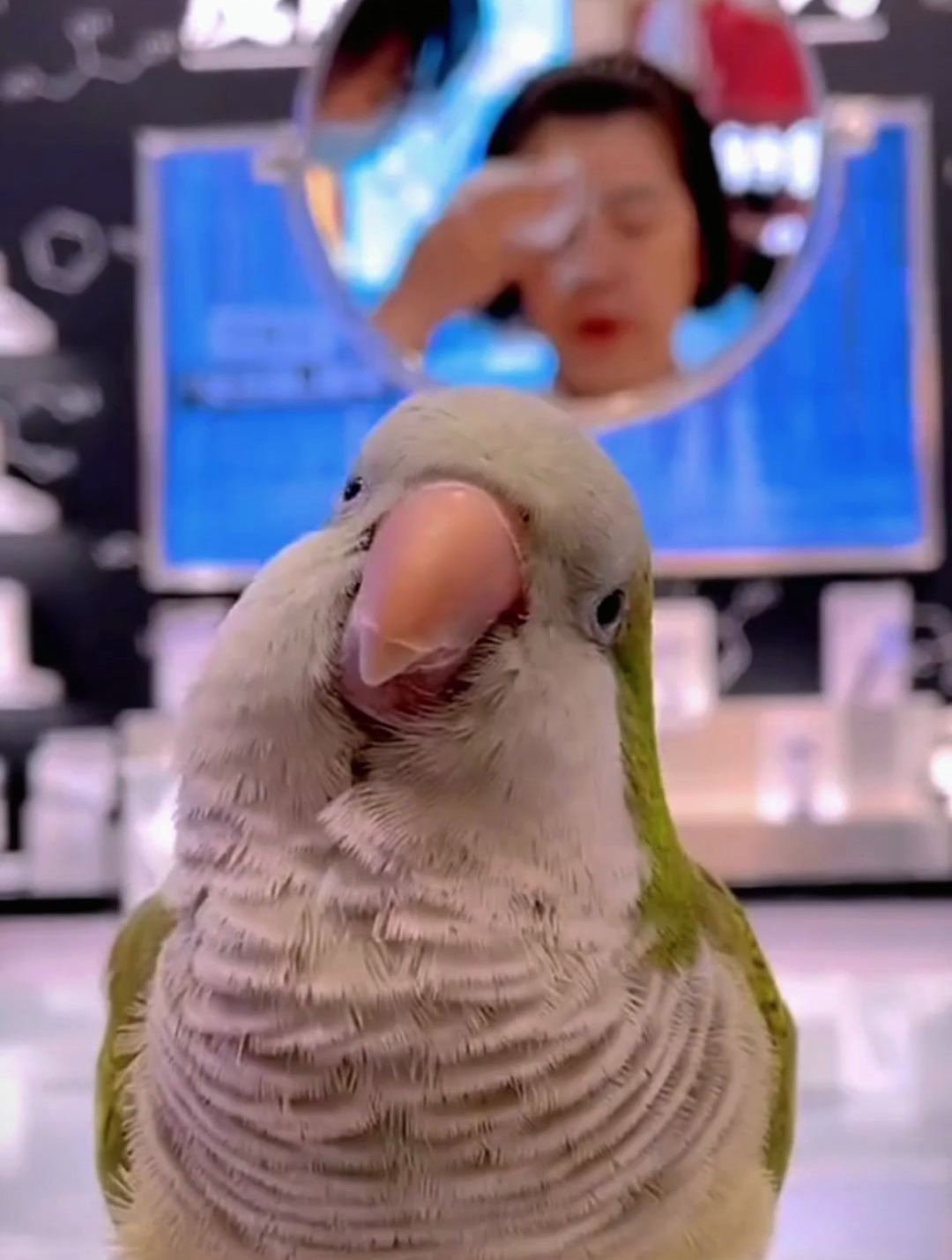 鹦鹉嘴巴分层起皮羽毛压力纹重就给它们吃双色麦草籽吧