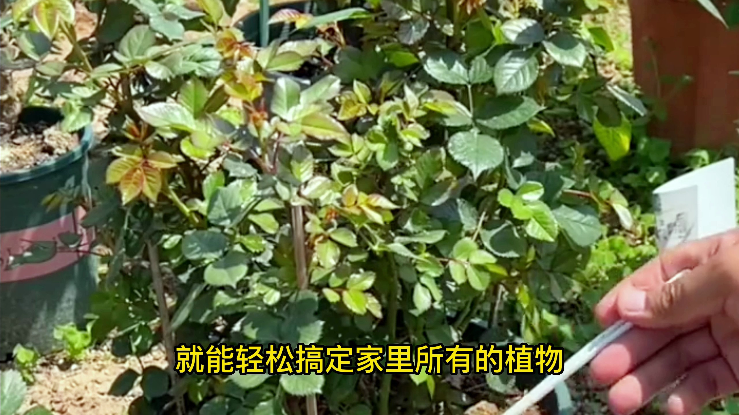多肉植物叶片密集容易长介壳虫,花盆里撒一勺它就可以轻松解决!