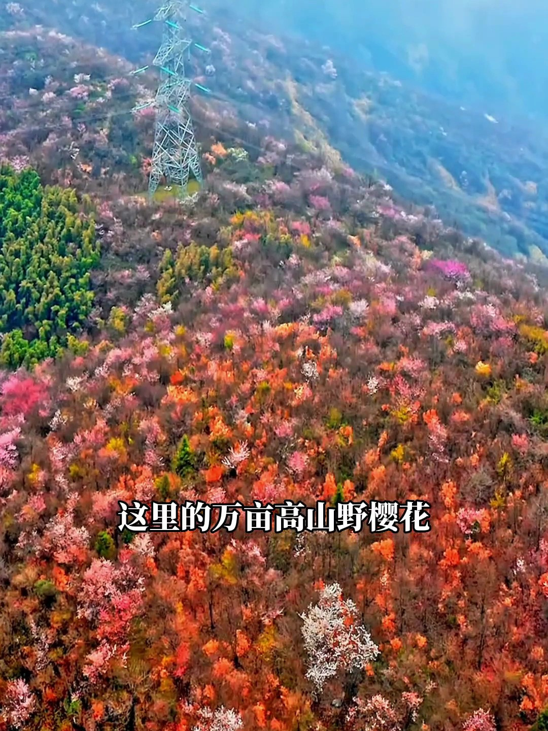 赤壁葛仙山2022花期图片