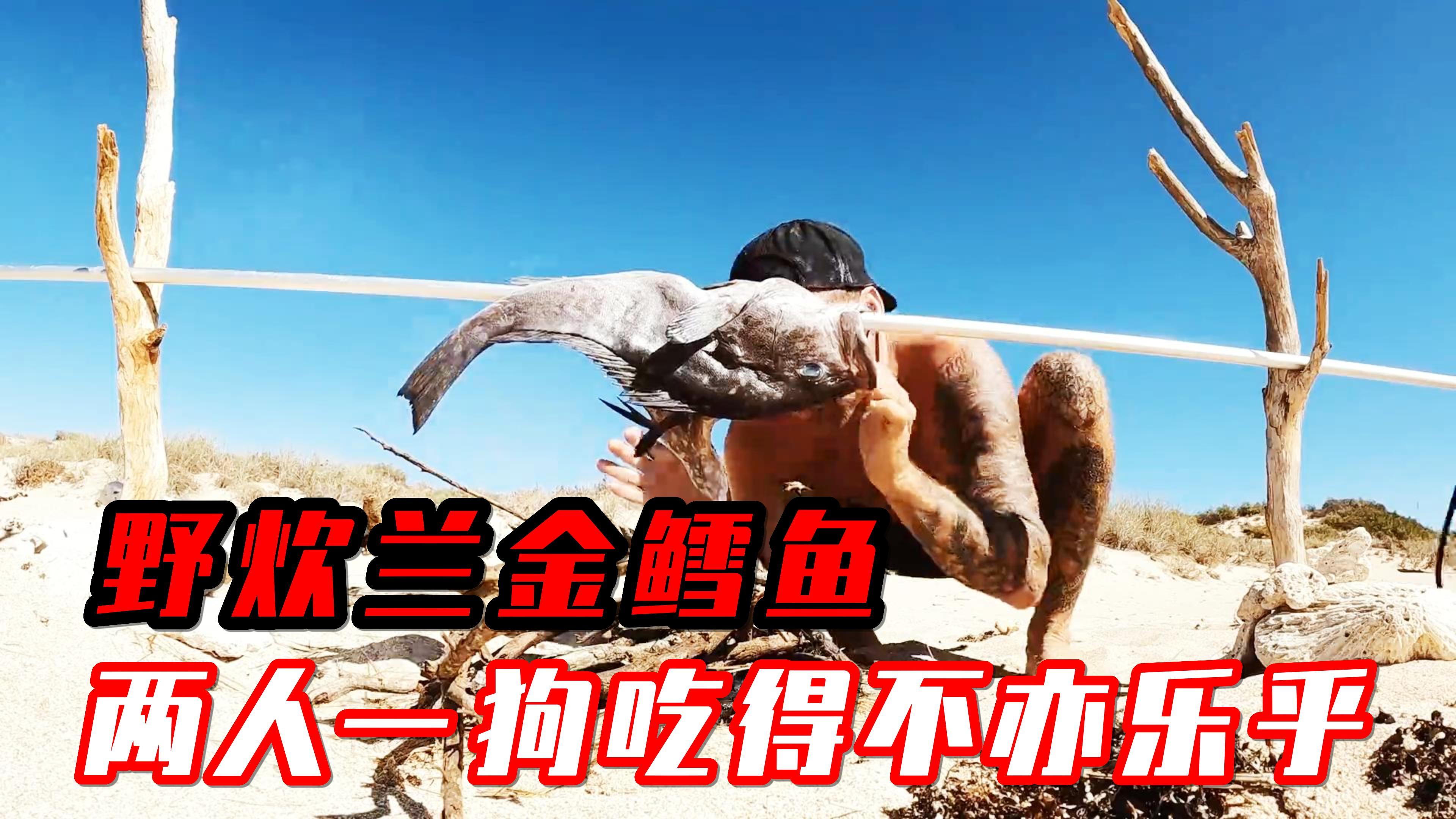 潜海捕猎食物,荒野生炊兰金鳕鱼,两人一狗吃得不亦乐乎,纪录片