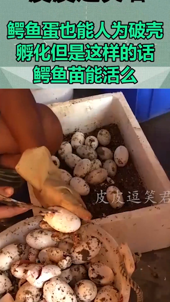 鳄鱼蛋也能人为破壳孵化但是这样的话鳄鱼苗能活么