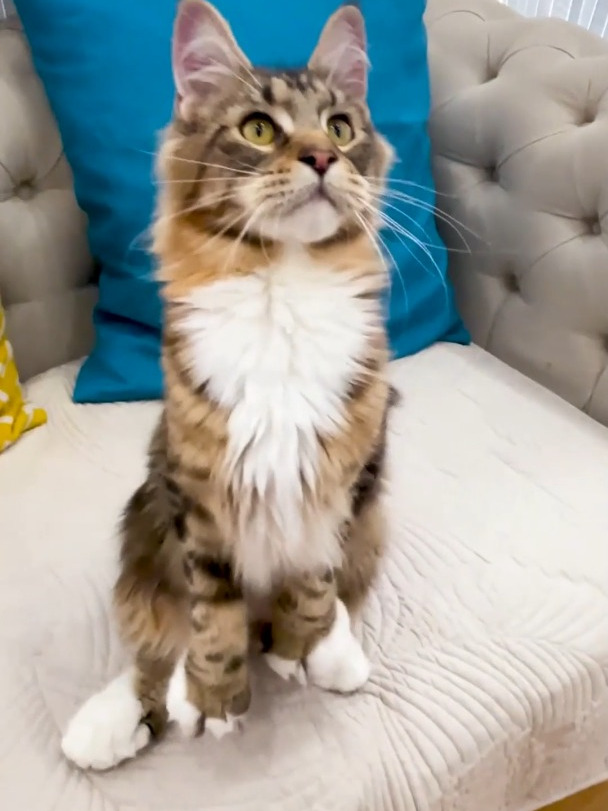 "魅力无限:探索人见人爱的小猫咪特质"