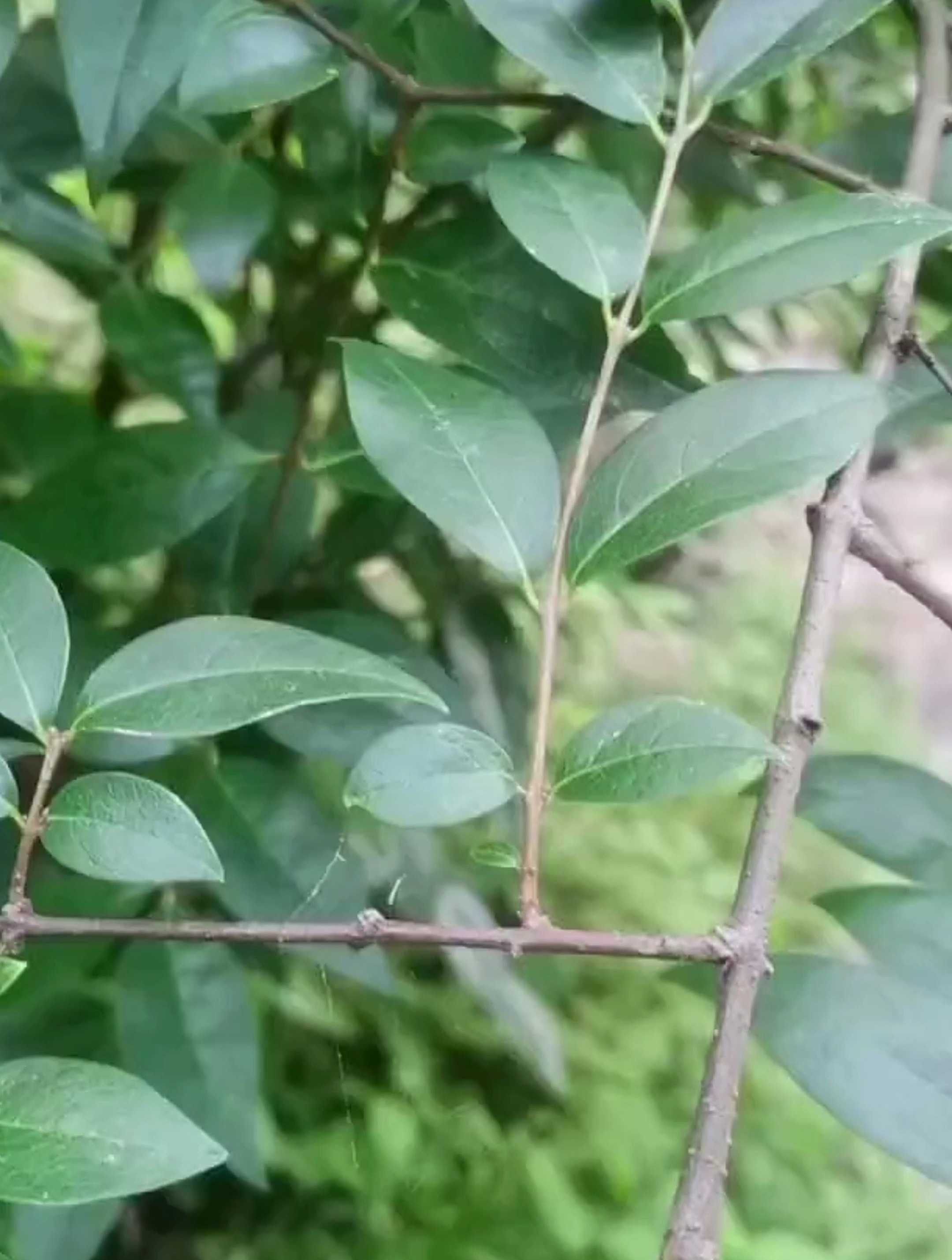 山腊梅,别名岩马桑,它是腊梅科腊梅属植物,叶子可以制作茶-度小视