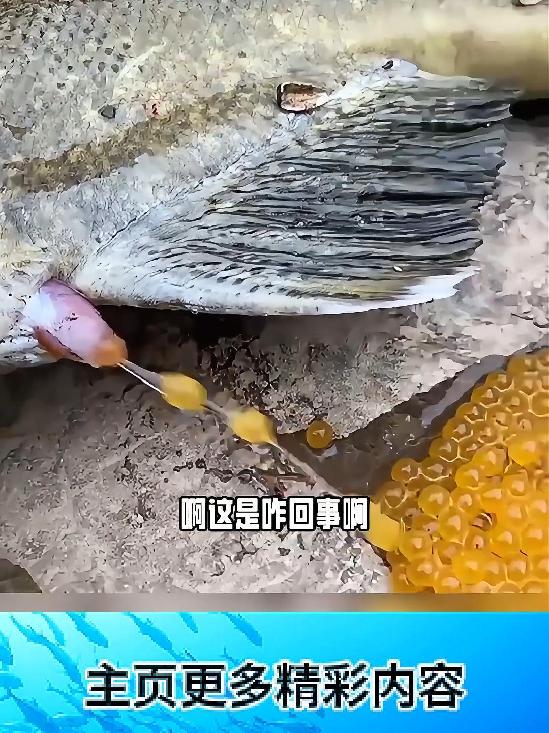 看到鱼吐珍珠有网友知道这是啥不