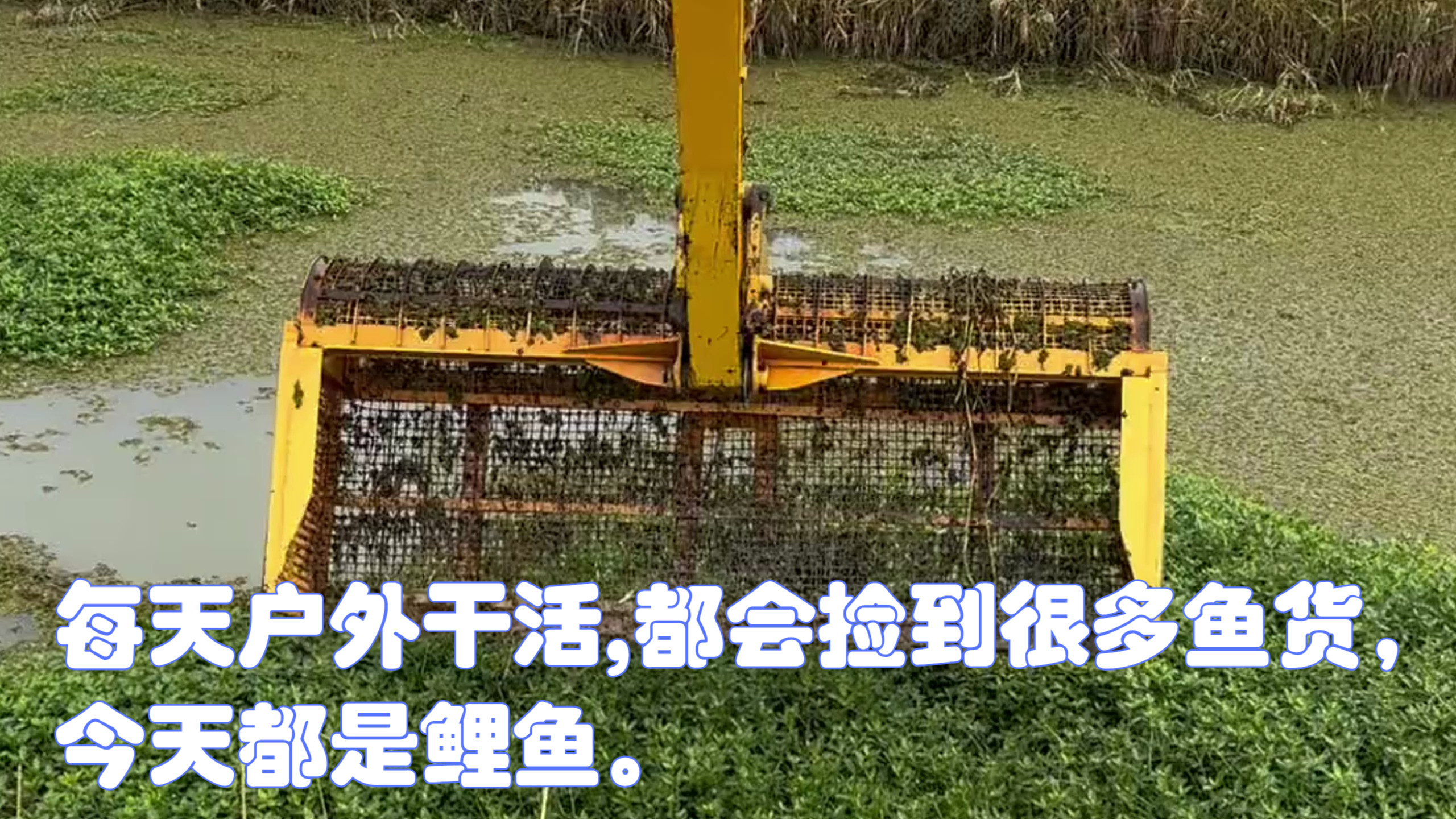 每天户外干活,都会捡到很多鱼货,今天都是鲤鱼