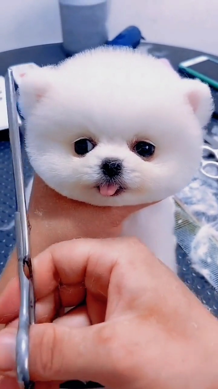 呆萌可爱的茶杯犬,你喜欢吗