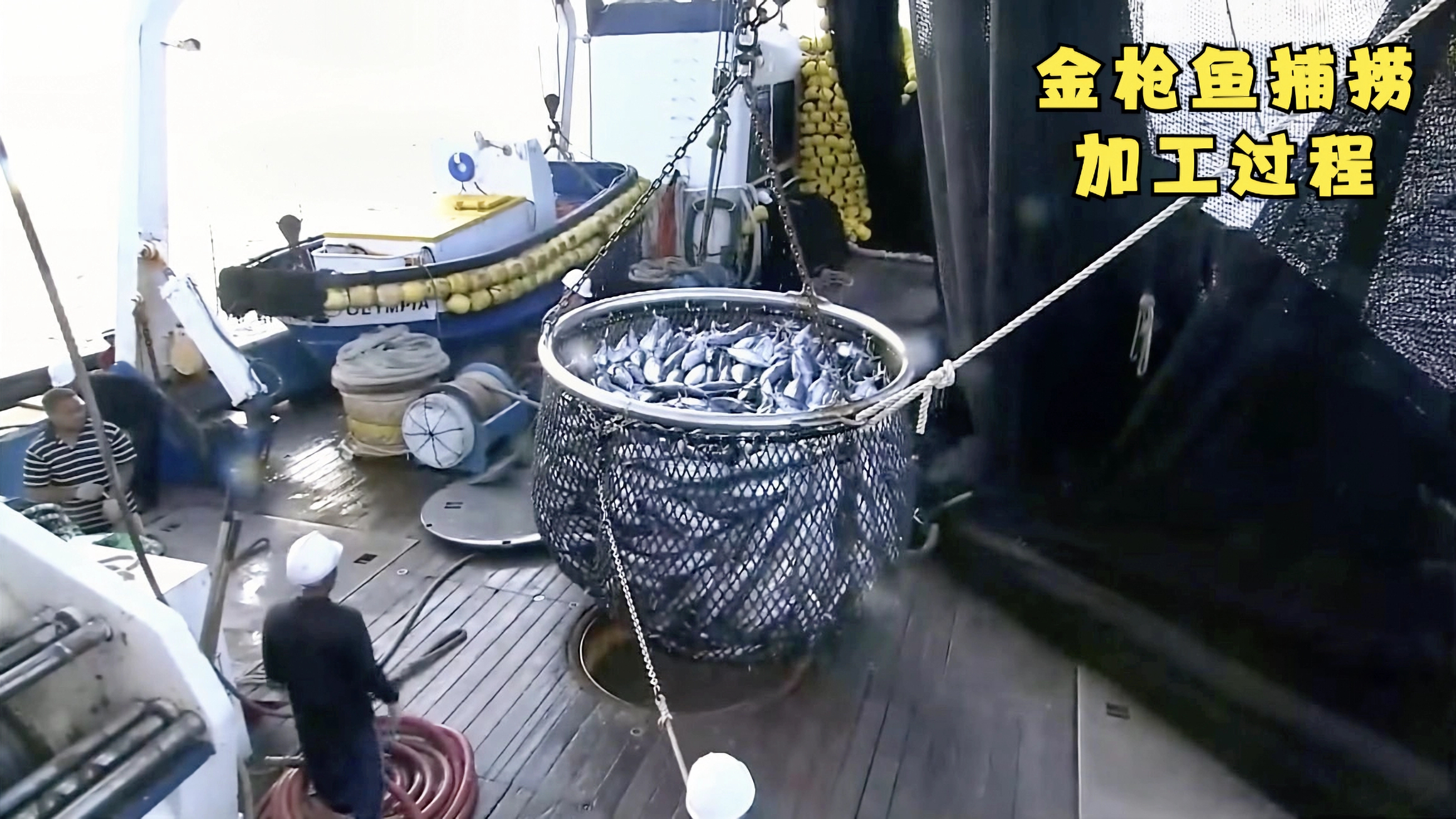 你知道远洋捕鱼船,是如何捕捞加工金枪鱼的吗?