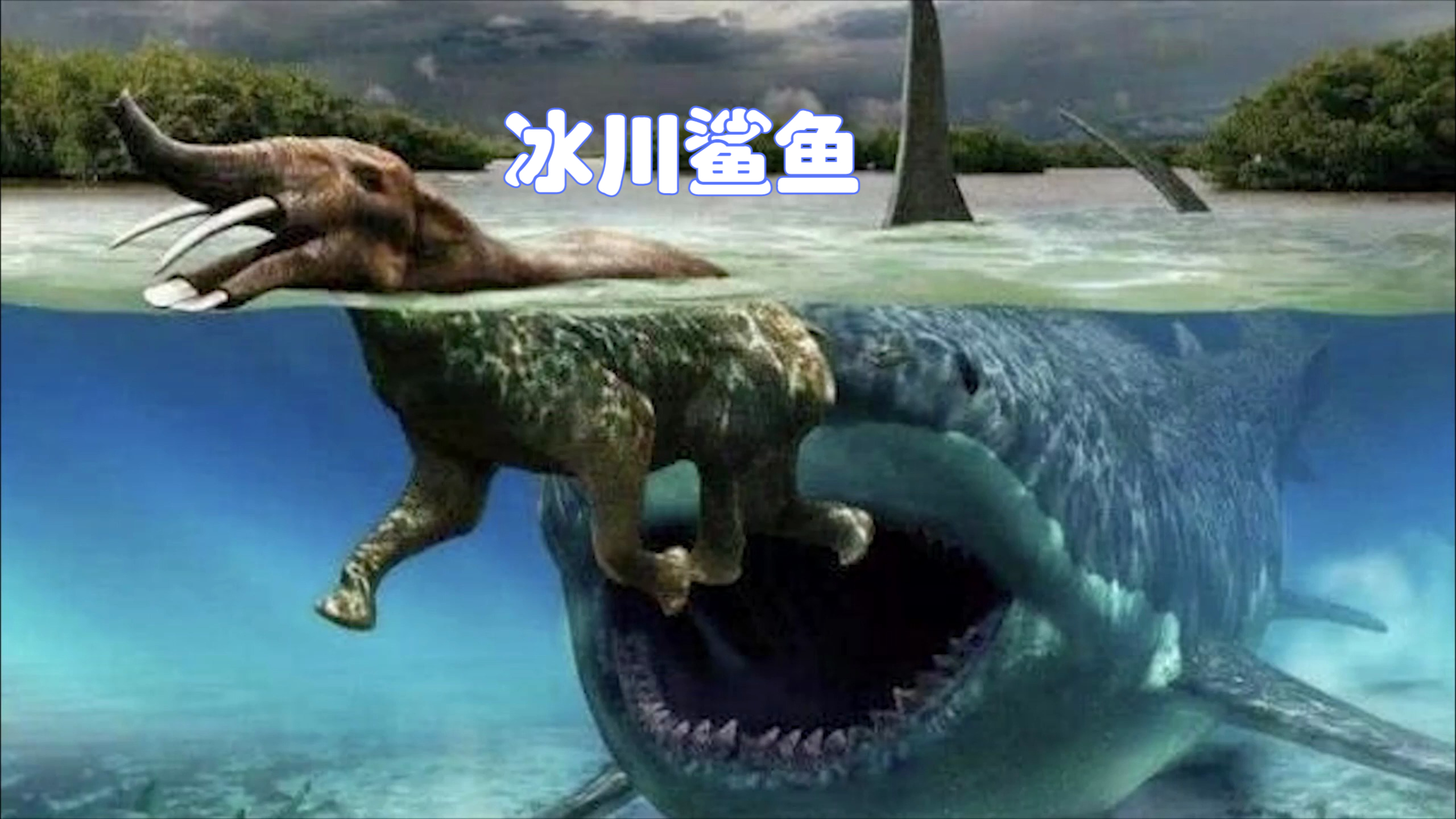 冰川鲨鱼,这鲨鱼不一般,鱼鳍堪比破冰船,智商还高得吓人