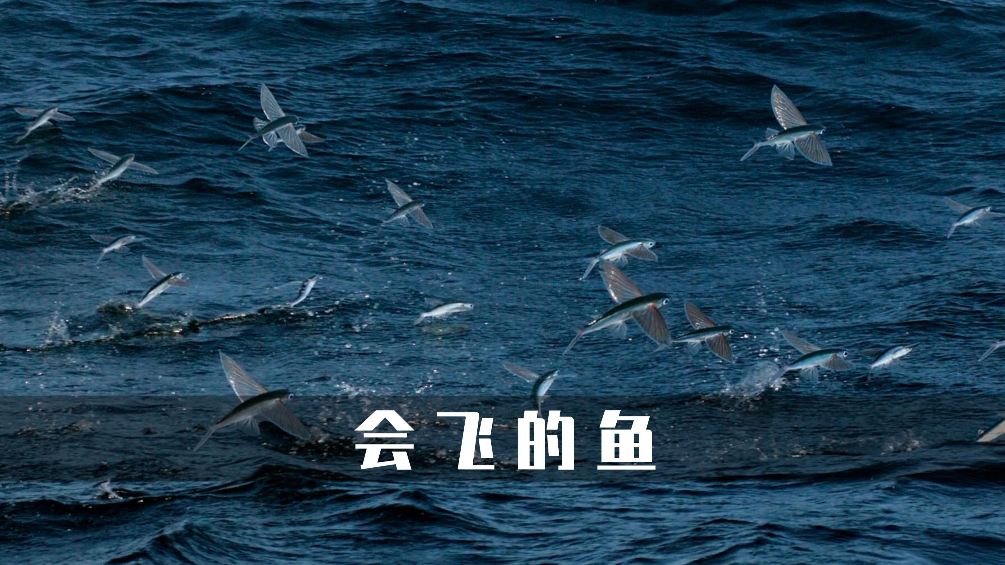 军舰鸟和鲯鳅的完美配合,一起捕猎会飞的鱼