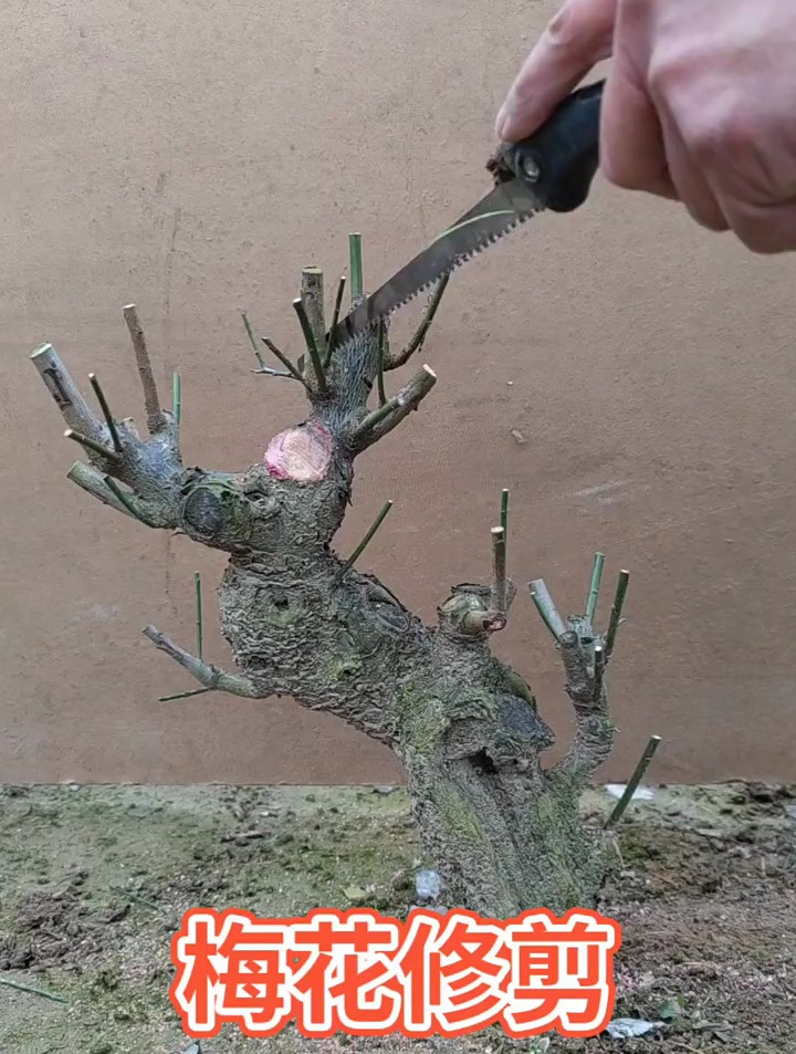 梅花桩盆景修剪日常,一个解压且养心性的过程