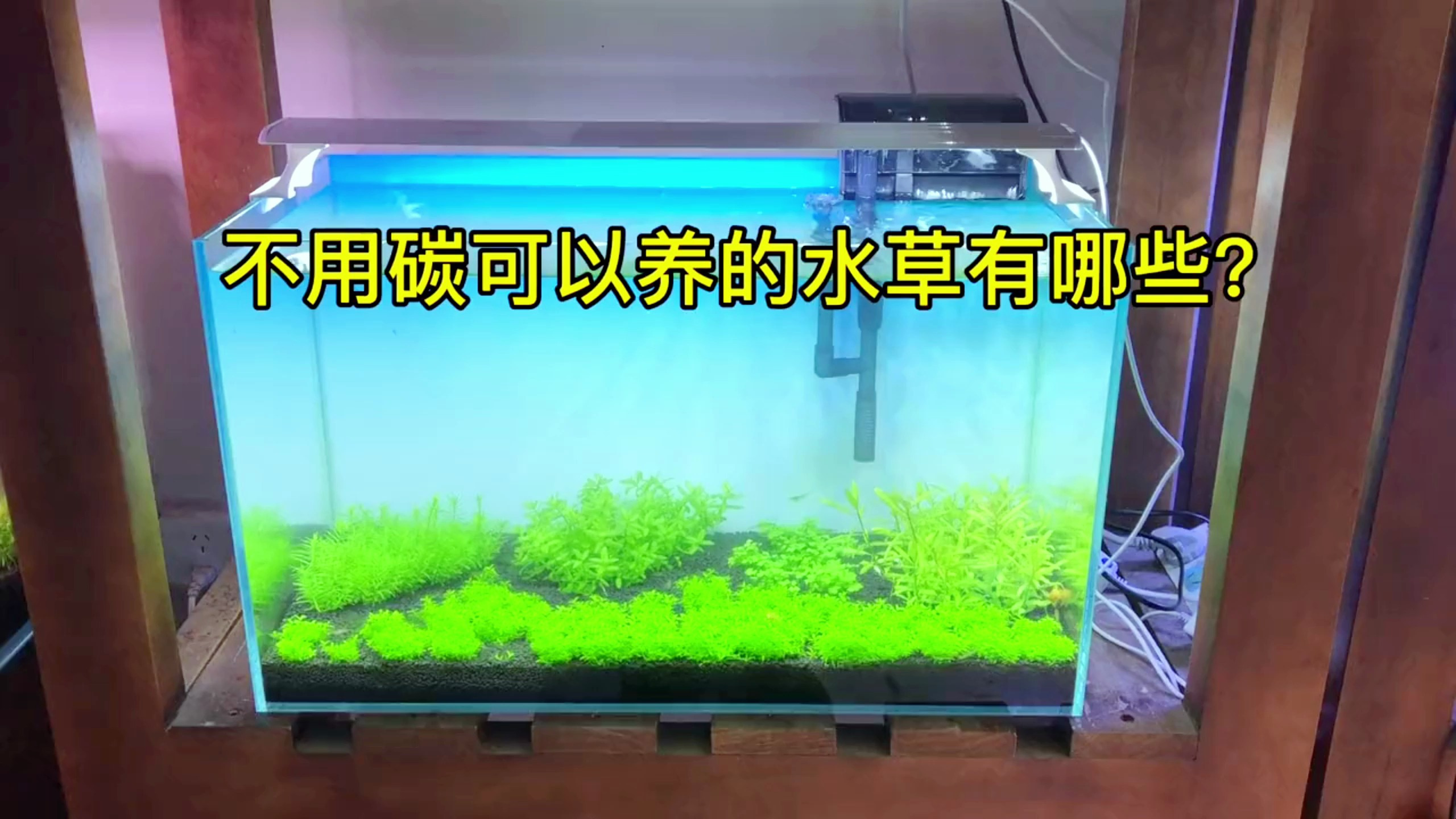 不用碳也能养好水草?大佬说可以,但是要分种类!
