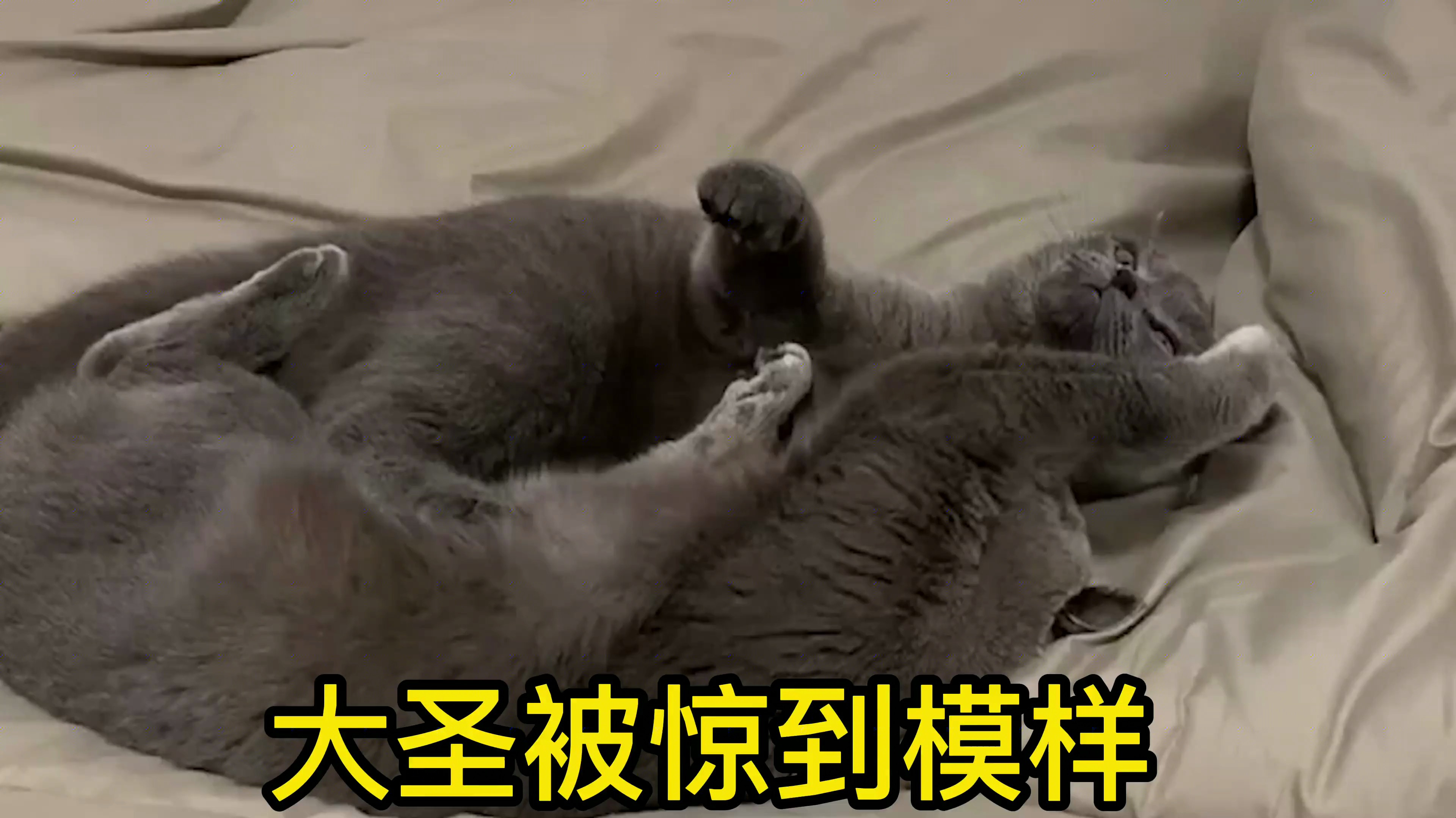 38. 大圣跟他儿子一听到吃薯片,猫会嗝屁的样子,简直笑死我了