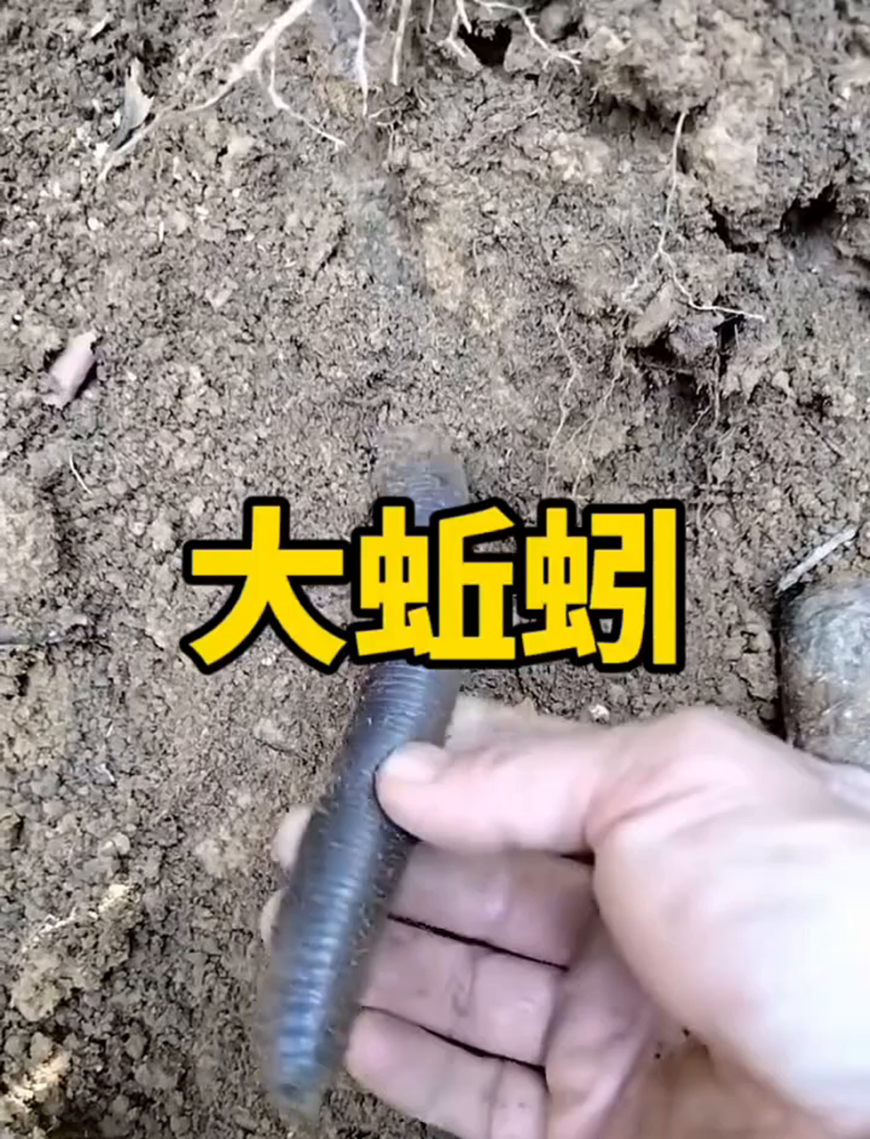 天呐,这蚯蚓也太巨大了吧!
